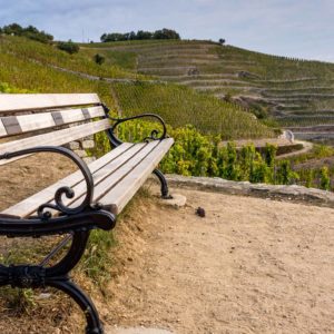 Le vignoble de Tain